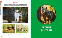 Животные разных стран. Бомон Э. - Издательство махаон фото 4