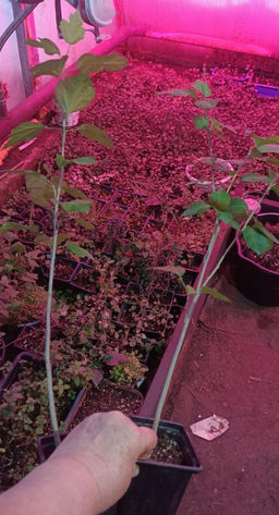 Гибискус сирийский (30-50 см) - 1000корней фото 4