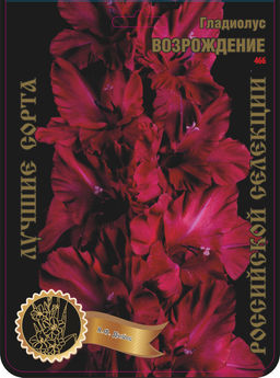 Гладиолус Возрождение 566,Дыбов 1 р-р 7шт (Ф)