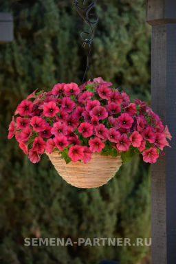 Петуния Изи Вэйв Берри Велюр каскадно-ампельная красная - Партнер фото 4