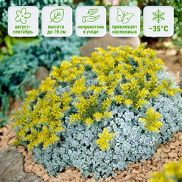 Очиток Кейп Бланко Очиток Кейп Бланко