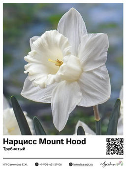 Нарцисс Mount Hood (Трубчатый)