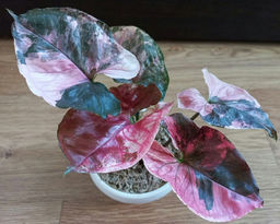 Сингониум Клубничный лёд