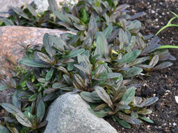 Живучка ползучая Чоклейт Чипс - Долина роз фото 2