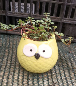 Пилея Глаука в керамическом кашпо Сова