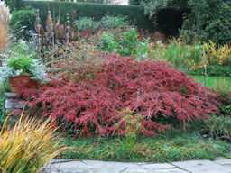 Кизильник Корал Бьюти - Долина роз фото 8