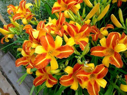 Лилейник Frans Hals (Франс Холс)