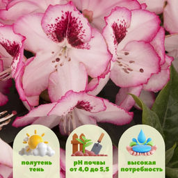 Рододендрон Черри Чизкейк