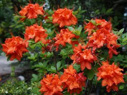 Азалия крупноцветковая Feuerwerk (Фейерверк)