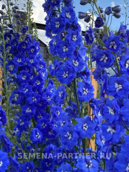 Дельфиниум Кобальт Дримс - Партнер фото 5