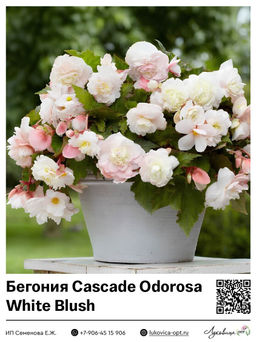 Бегония Cascade Odorosa White Blush