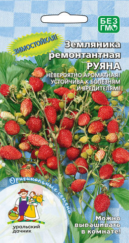 Земляника РУЯНА Зимостойкая! Устойчива к болезням и вредителям!