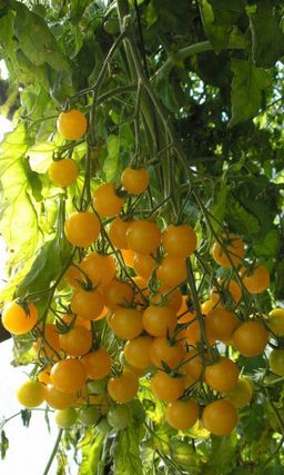 Томат ЗЛАТОВЛАСКА Лакомство №1, вкус с нотками сливочной карамели!