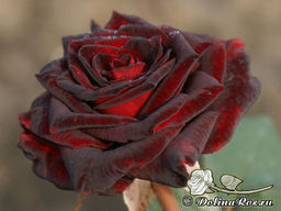 Роза Блэк Баккара