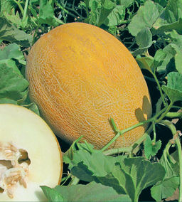 Дыня Млада (А) (ЦВ) 15шт. - Поиск фото 2