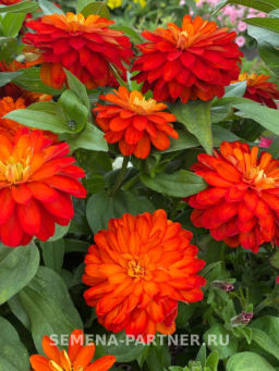 Цинния махровая Барышня-крестьянка Рябиновая Пастила - Партнер фото 7