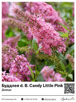 Буддлея Давида Butterfly Candy Little Pink