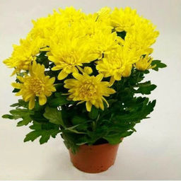 Хризантема комнатная желтая - 1000корней фото 2