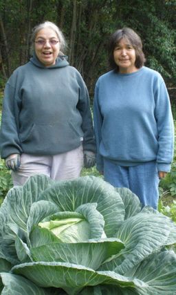 Капуста БЕЗРАЗМЕРНАЯ  Чудо велки-гиганты! Повышенное содержание сахаров! Всегда с урожаем!