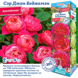 Роза Сэр Джон Беджемэн (Английская) 1шт