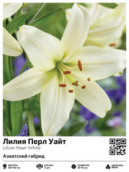 Лилия Перл Уайт (Азиатский гибрид)