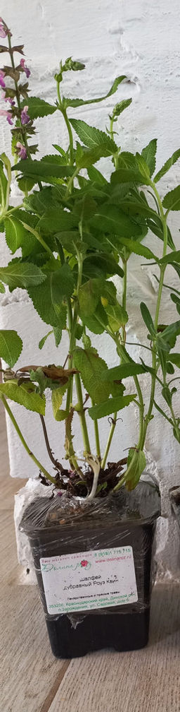 Шалфей дубравный Роуз Квин