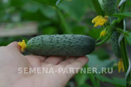 Огурец партенокарпический Антисипатор - Партнер фото 7