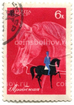 Маркас Породы лошадей  Арабская