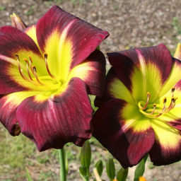 Лилейник Найт Бекон