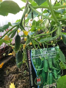Огурец МЭЛС F1  Суперпучковый, ультраранний! - Уральский дачник фото 4