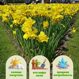 Нарцисс Голден Делишез - Долина роз фото 2