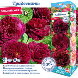 Роза Традескант (Английская) 1шт