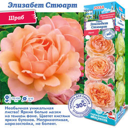 Роза Элизабет Стюарт (Шраб) 1шт