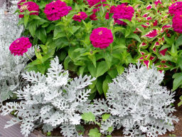 Цинерария приморская Сильвер Фрост - Партнер фото 3