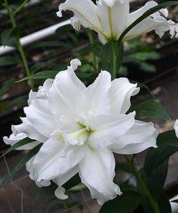 ЛИЛИЯ Роузлили Анжела Разбор 12/14 Кол-во упак., шт 5