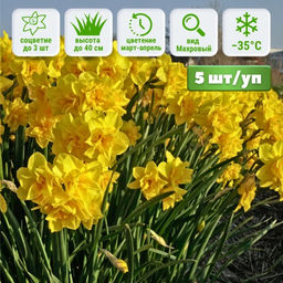 Нарцисс Голден Делишез