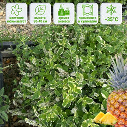 Мята Ананасная