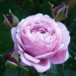 Роза парковая Дитер Мюллер