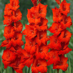 ГЛАДИОЛУС Хантинг Сонг Разбор 10/12 Кол-во упак., шт 10