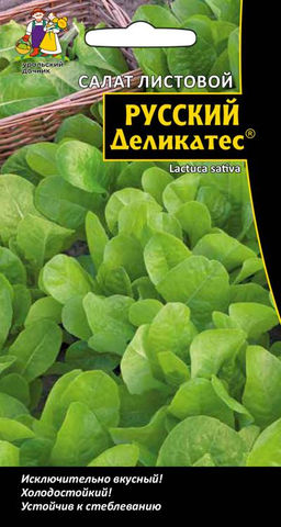 Салат РУССКИЙ ДЕЛИКАТЕС ЛИСТОВОЙ  Исключительно вкусен! Холодостойкий! Устойчив к стеблеванию!