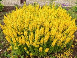 Вербейник точечный - Долина роз фото 2