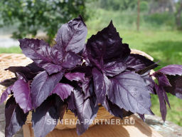 Базилик Рози фиолетовый - Партнер фото 6