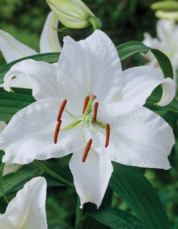 ЛИЛИЯ Касабланка Разбор 12/14 Кол-во упак., шт 5