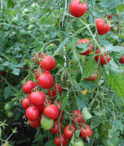 Томат МЕДОВЫЙ МИЛЛИОН Невероятно ранний черри сорт! Созревает целыми кистями! Уникальные вкусовые качества! - Уральский дачник фото 6