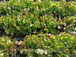 Салат листовой Эмили - Партнер фото 5