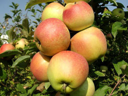 Яблоня Катерина