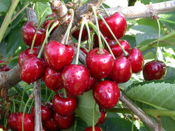 Черешня Аннушка