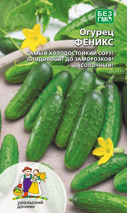 Огурец ФЕНИКС Самый холодостойкий сорт! Плодоносит до заморозков! Засолочный!