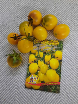 Томат ЗОЛОТАЯ ДОЛИНА  В вашей теплице будет настоящая золотая долина из вкусных помидор! В каждой кисти по 10 плодов! Пригоден для хранения! - Уральский дачник фото 2