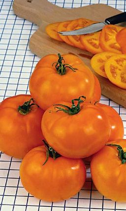 Томат МАРМЕЛАДНЫЙ  Приз зрительских симпатий за неповторимый вкус! Невероятно устойчив к фитофторе!